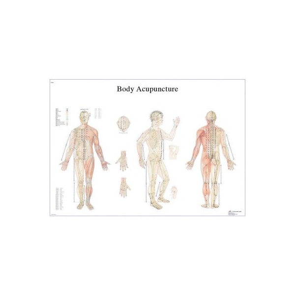 3B Anatomical Chart - Acupuncture Body, Paper